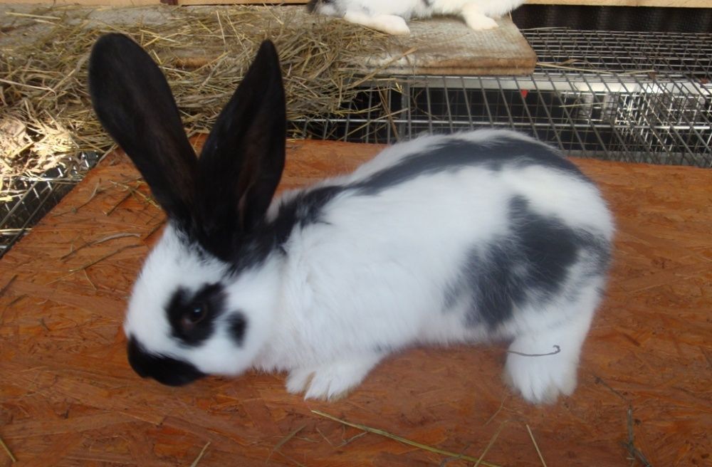 Кролики Строкач. Самець 5,5 міс