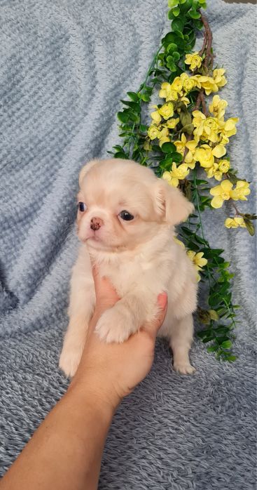 Excelente mini menina pelo longo Chihuahua/Chiuaua de Qualidade