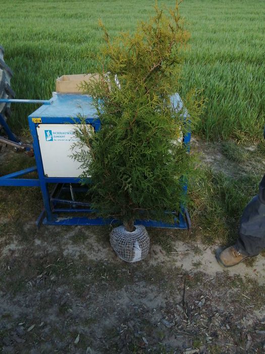 Thuja Tuja Smaragd 100-120cm Szmaragd (nie Brabant) żywopłot