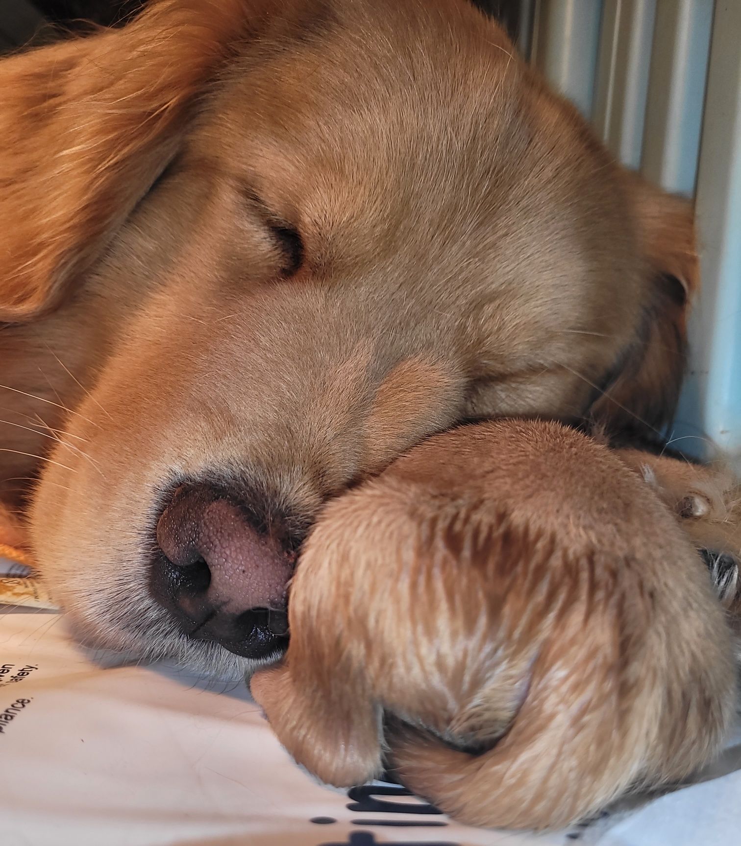 Golden Retriever - PIESEK linia amerykańska