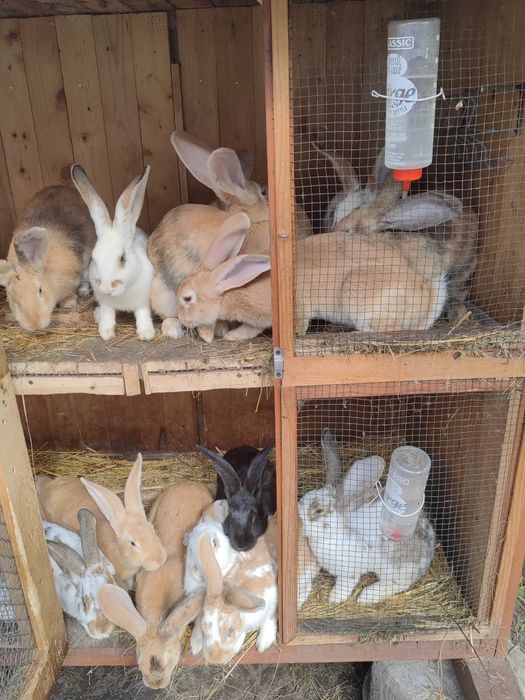 Króliki na sprzedaż lub ubój