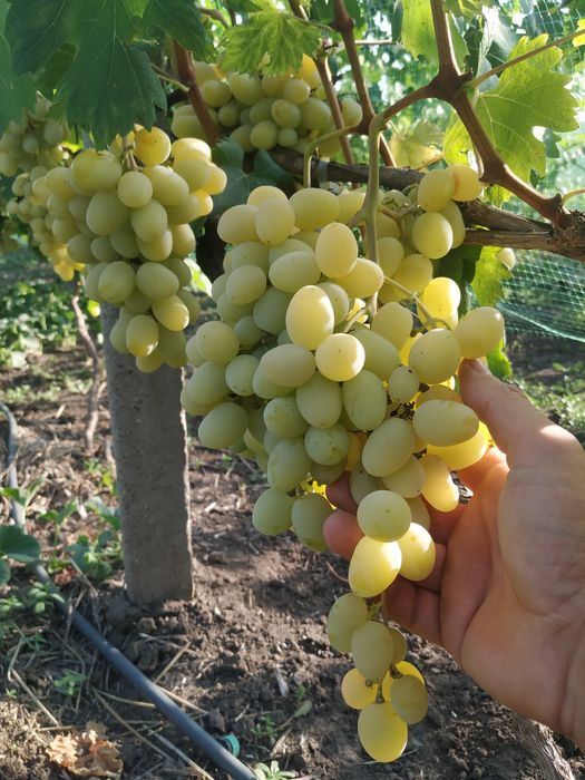 Саджанці столового винограду