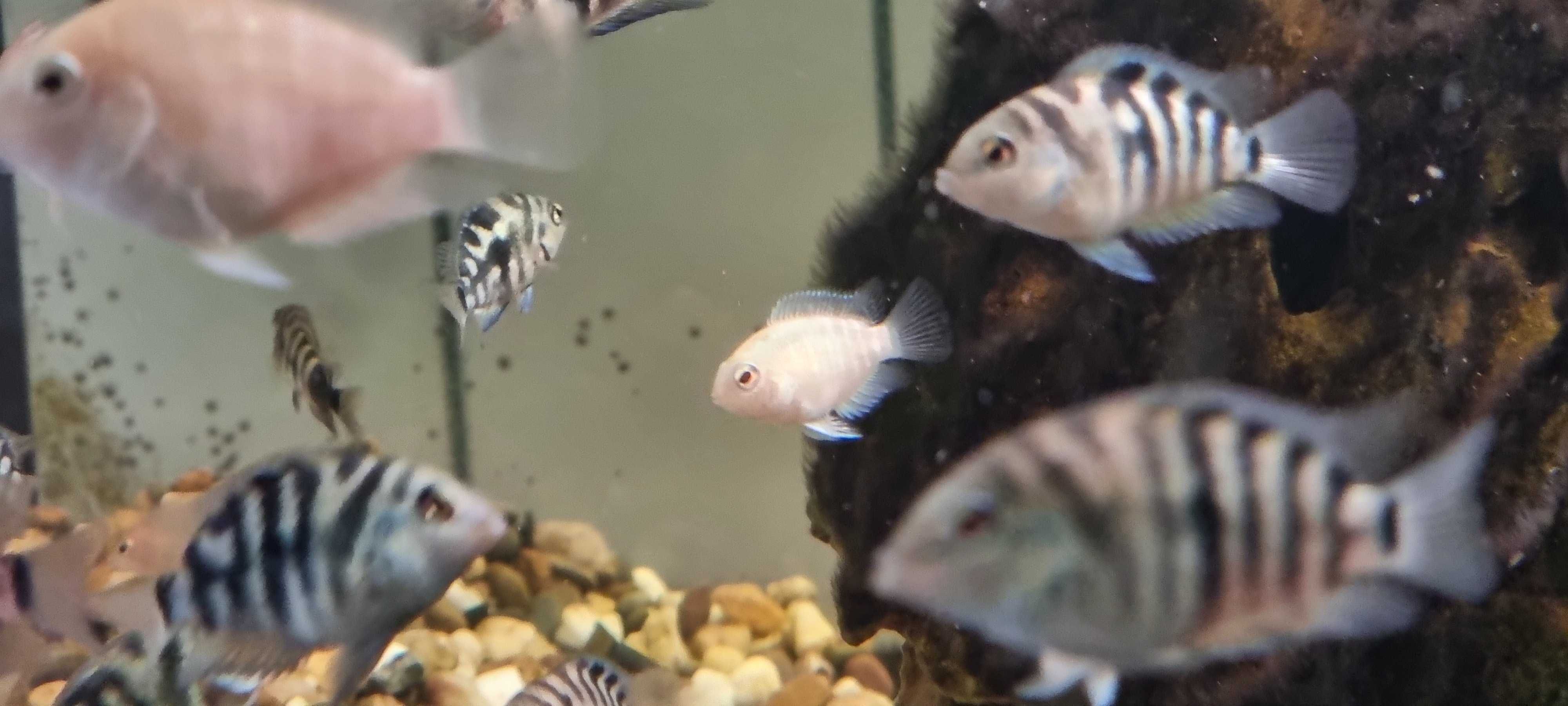 Peixes de aquario acará do congo