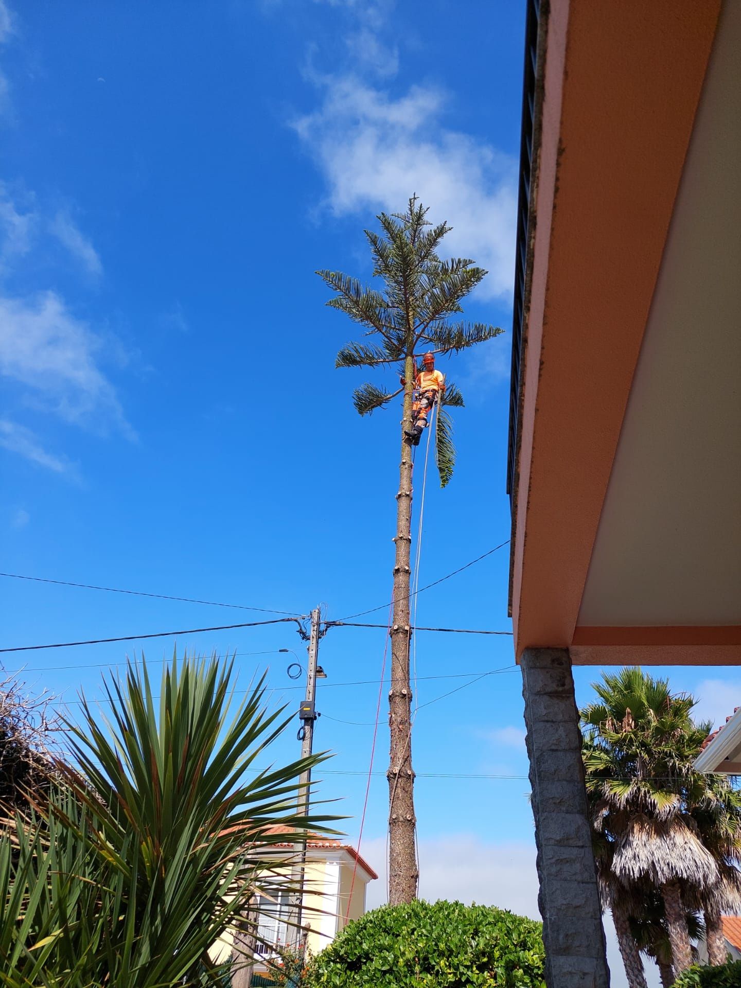 Poda e corte de árvores e limpeza de terrenos