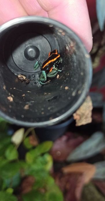 Żabki Phyllobates vittatus 6+1 GRATIS dendrobates wysyłka