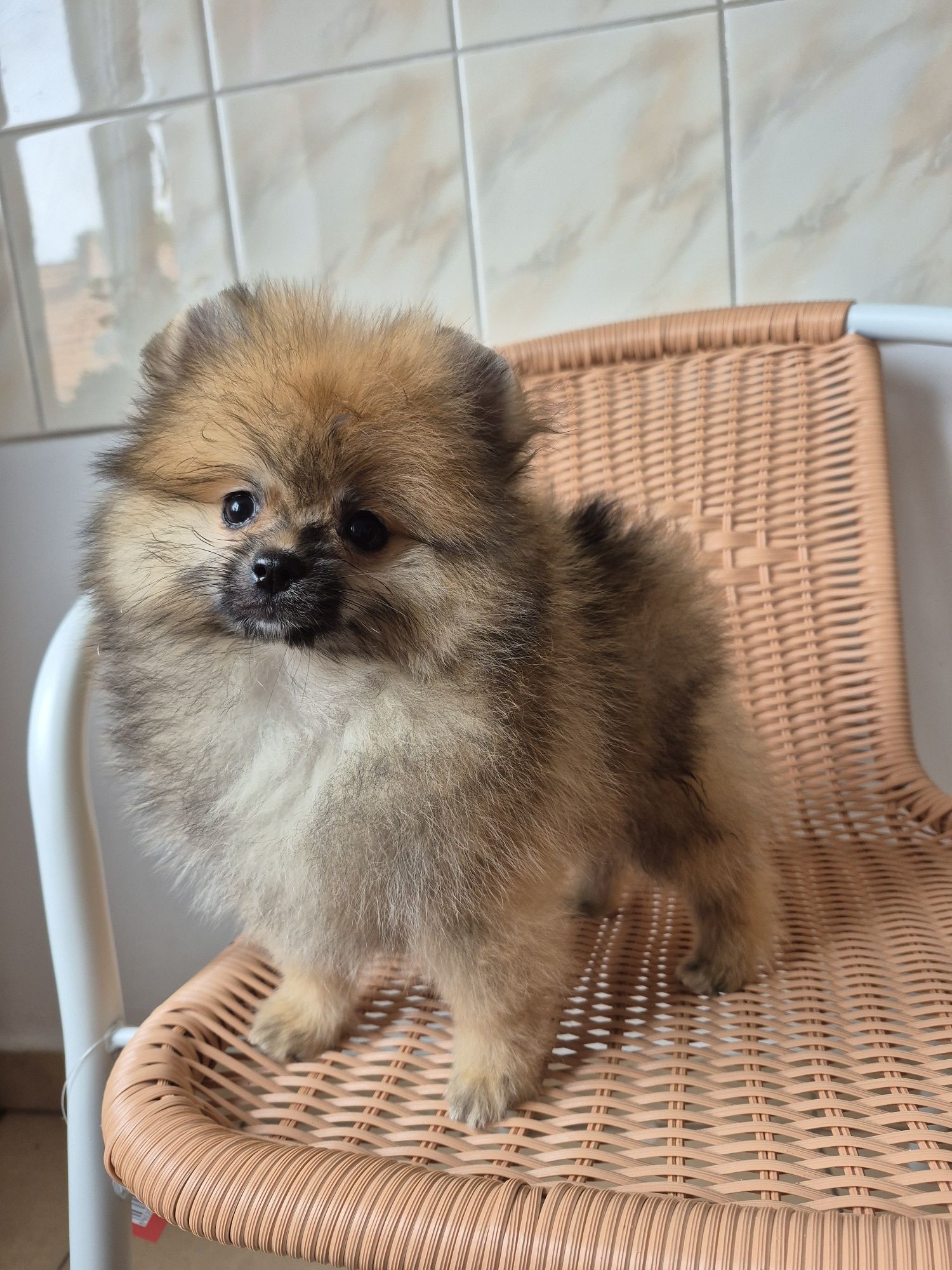 Piesek.Pomeranian orange sable