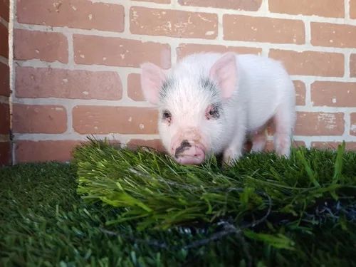 Mini pig super pequena