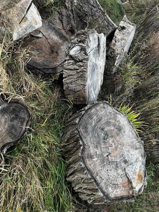 Drzewo za darmo sierzba