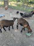 Cabras anãs e porca fêmeas