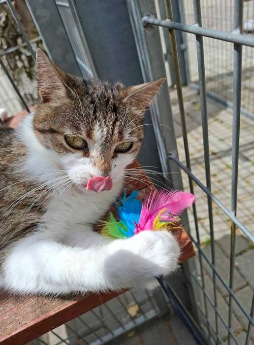 Alinka - czy ma szansę na dom czy resztę życia spędzi w schronisku?