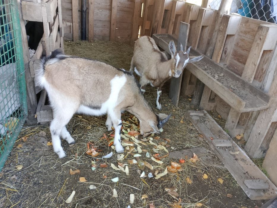 Sprzedam dwie kózki