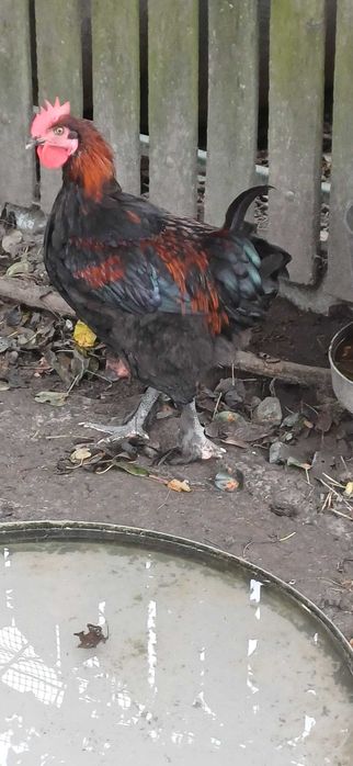 Kogut Marans i miniaturki