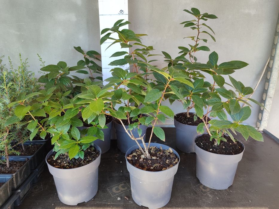 Волотиста гортензія Сандей Фрейс