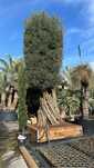 Plantas Ornamentais- Exemplares