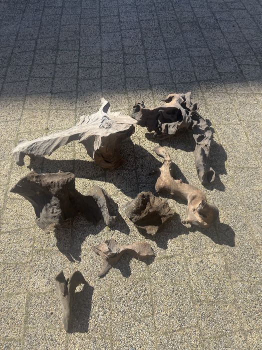 Korzenie akwarystyczne