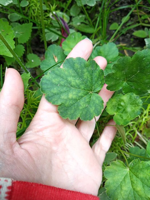 Гейхера, бересклет