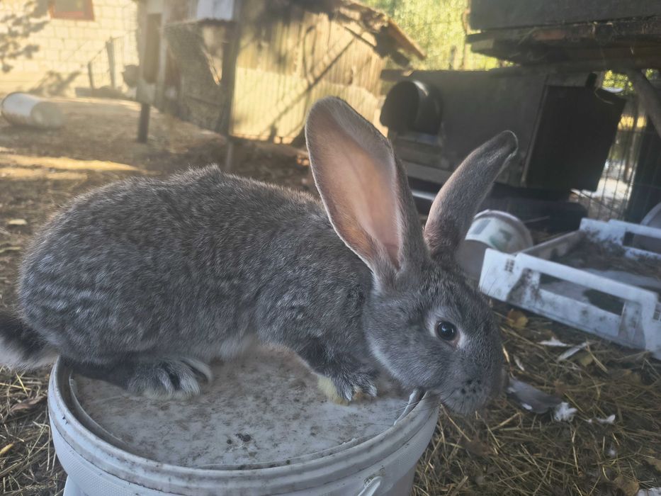 Sprzedam młode króliki belgijskie samiczki