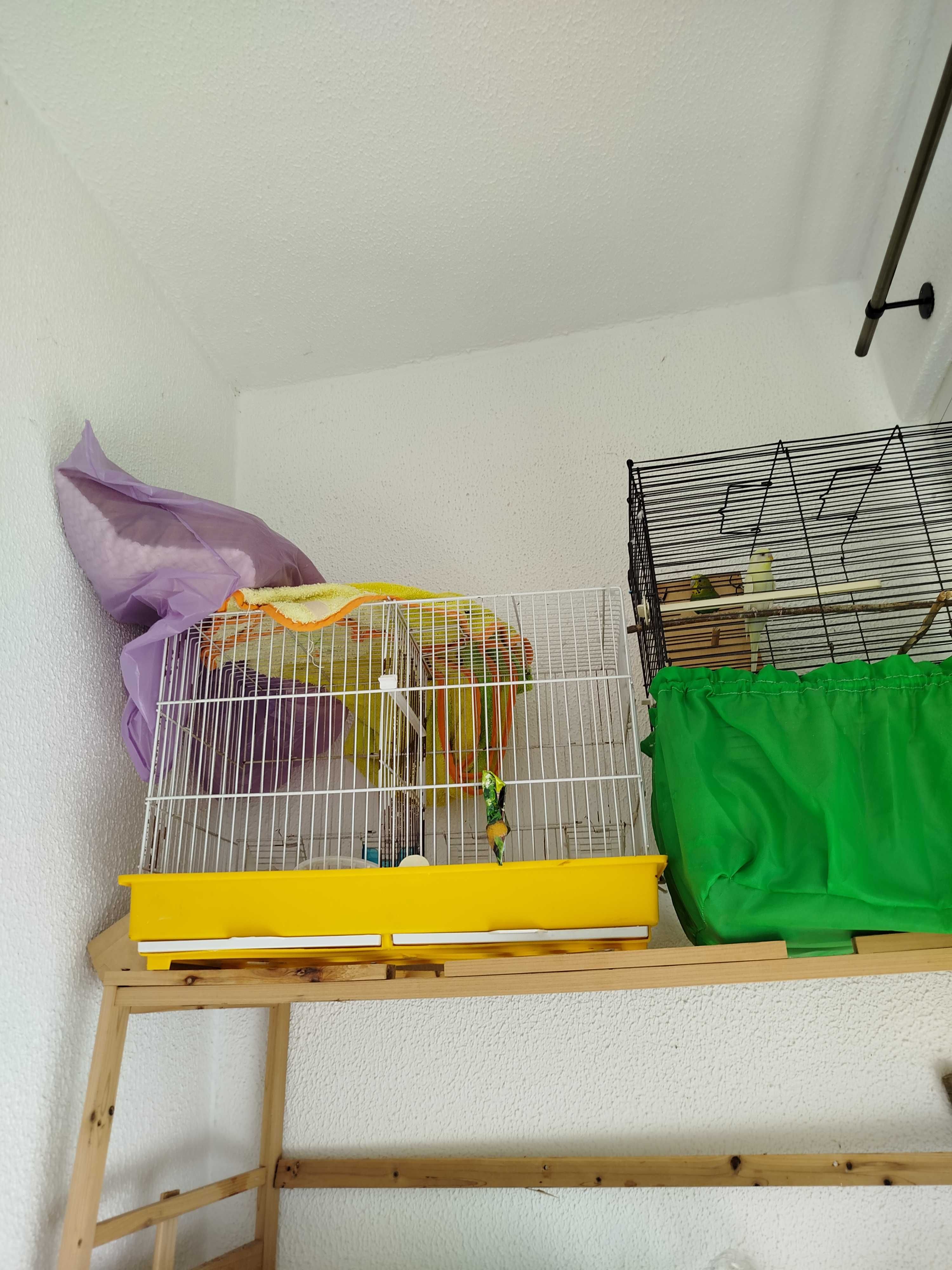 Casal de piriquitos com 2 gaiolas