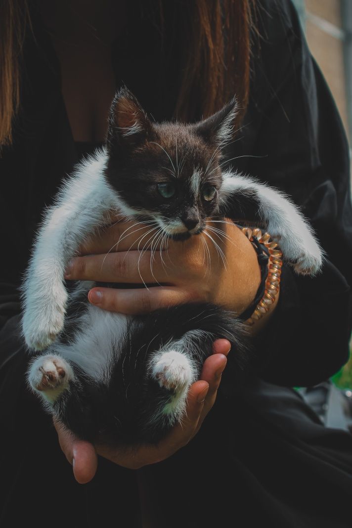 Гарненькі кошенятка шукають родини