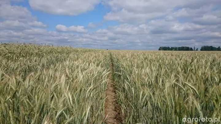 Pszenżyto ozime Sekret. Materiał siewny.