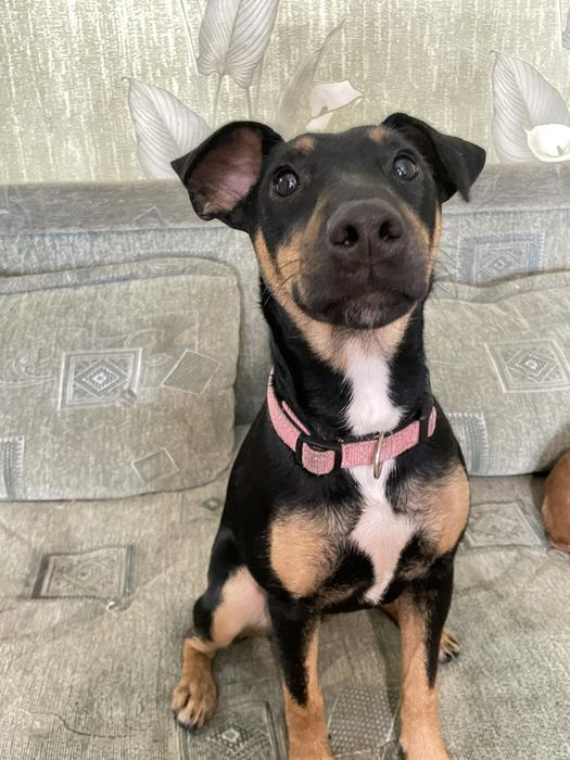 Нужна любящая семья  Ягдтерьер 6 месяцев