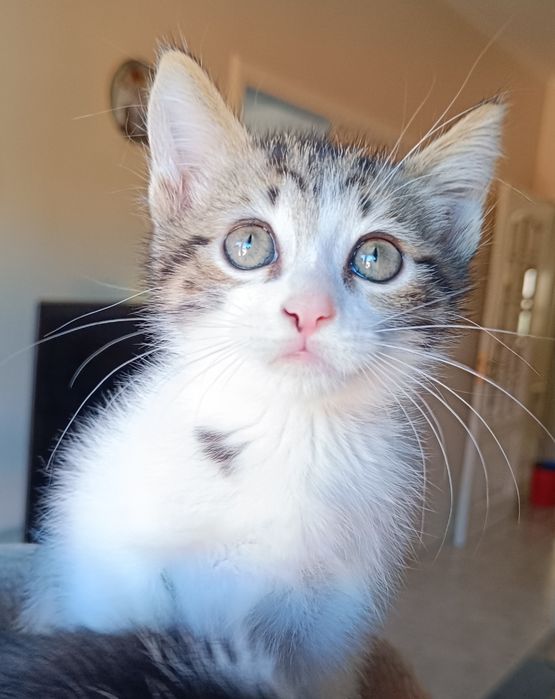 Adoção em Viseu (cidade)