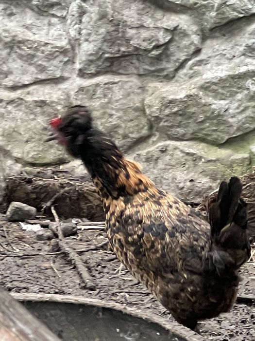 Кури-бентамки продам