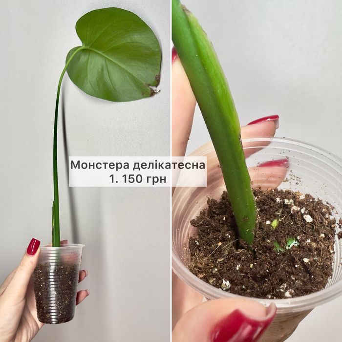 Монстера делікатесна, молоді саджанці