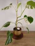 ROŚNIE Monstera Variegata MV3