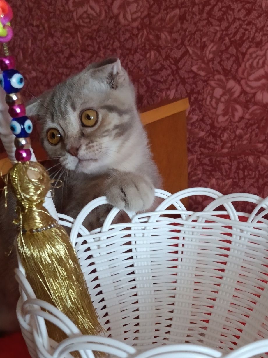 Кому таке пухнасте щастячко