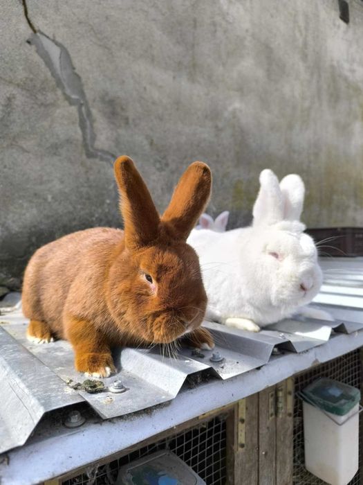 Króliki Nowozelandzkie Czerwone