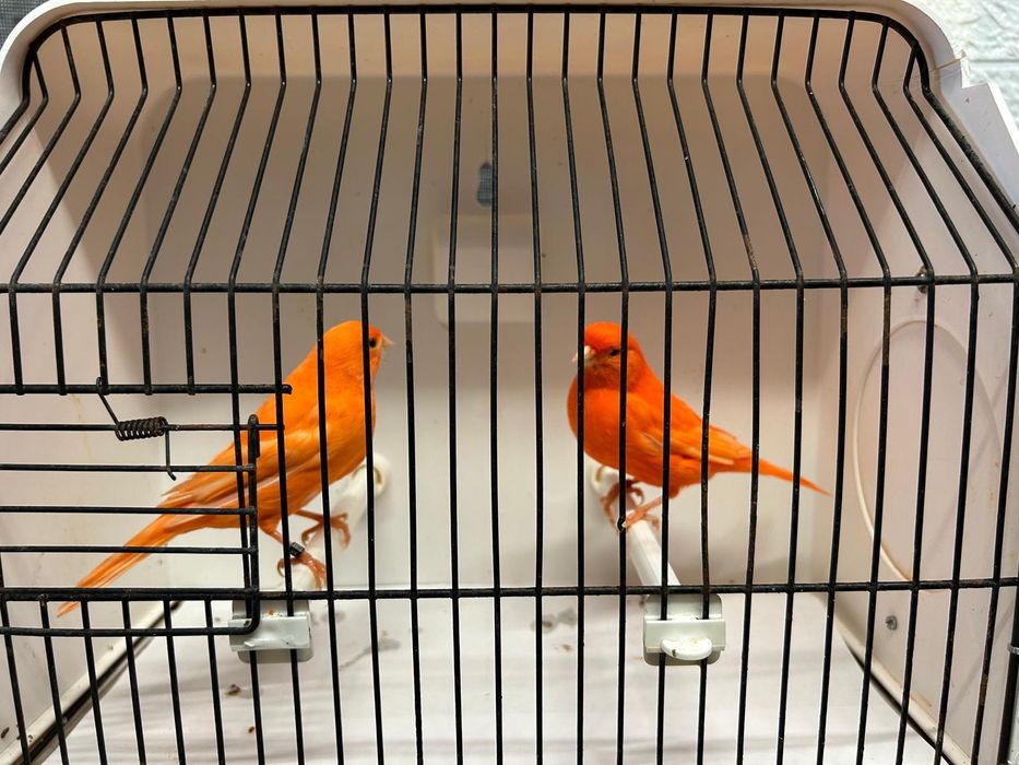 Canários vermelhos
