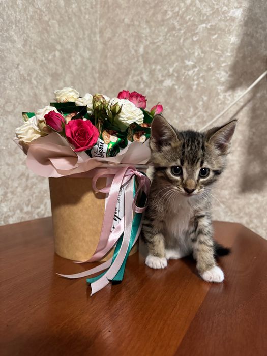 Віддам кошенят в добрі руки