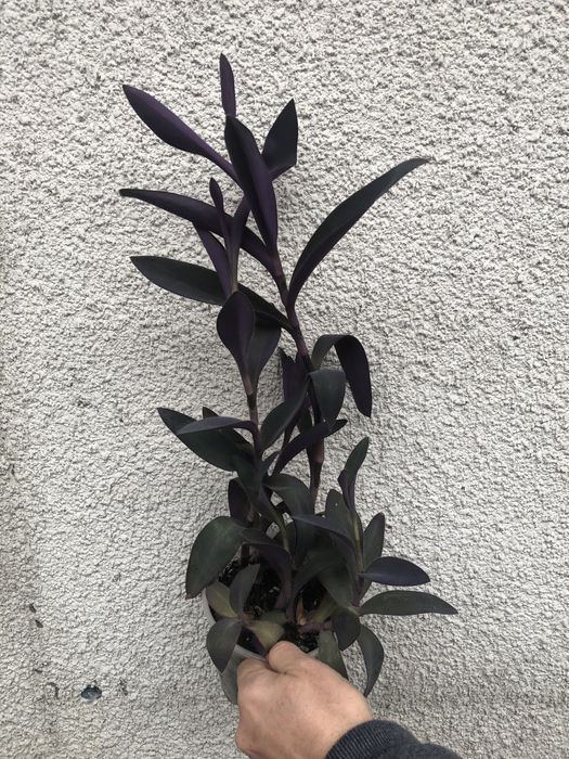 Традесканція пурпурова кімнатна рослина