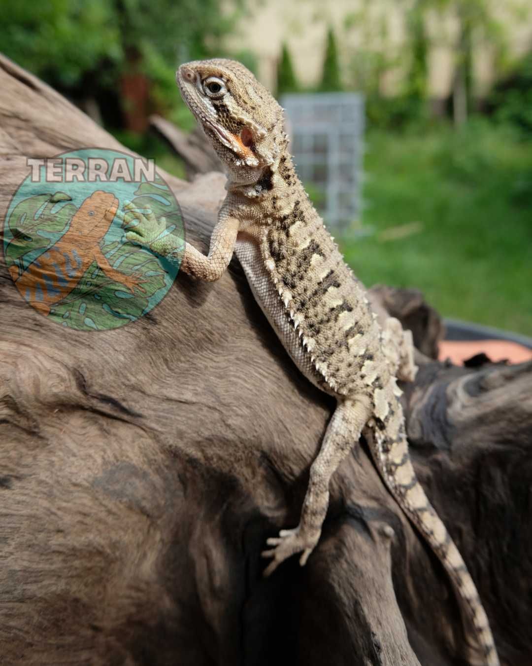 Agama brodata Gekon Jaszczurka dla początkującego zbożówka