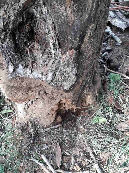 Видалення дерев. Благоустрій.Є послуги автовишки. Є послуги ЩЕПОРІЗА