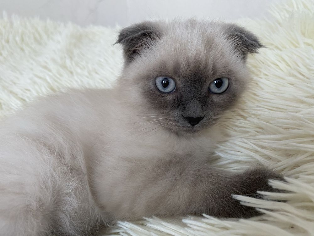 Кошенята шукають дім