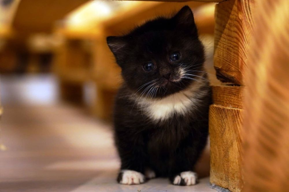 DWUPAK Dwie małe kotki do adopcji tylko WSPÓLNIE