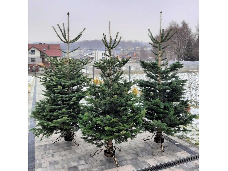 Choinka! Choinki! Ładne, gęste świerki i jodły z dowozem pod dom!