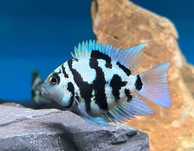 Papagaio azul Polar e Oscars Ciclideos Monsterfish