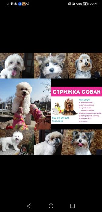 Стрижка собак мелких, средних пород