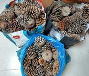 saco(s) de pinhas (2kg)