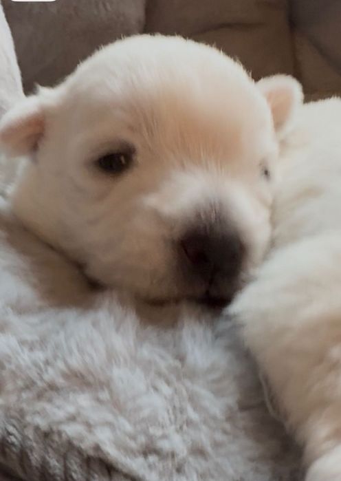 West Highland White Terrier - Irek Joke FCI fajny psiak :)