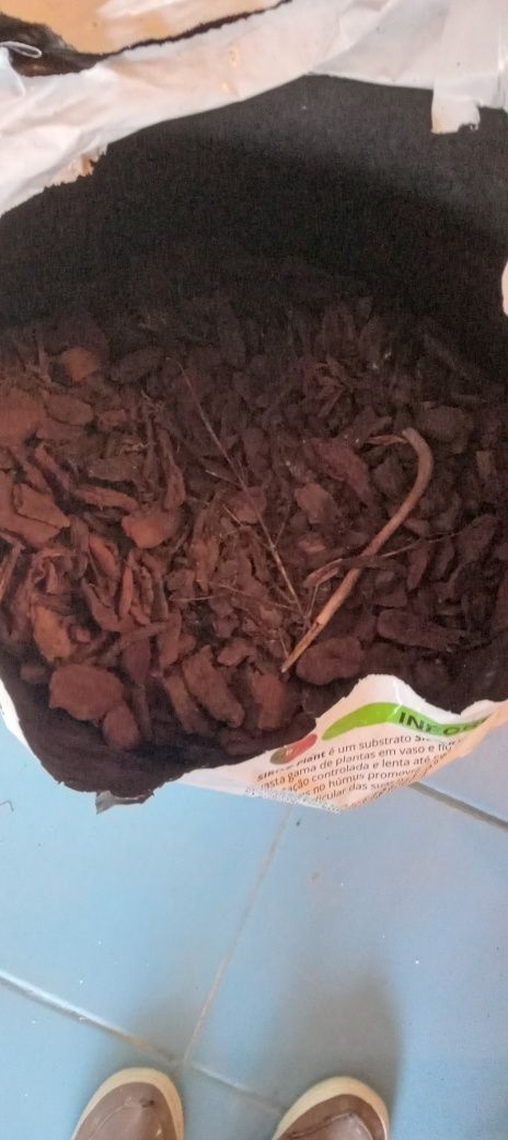 Casca de pinheiro