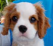 Cavalier  King Charles Spaniel ZHPR UCI, gotowy do odbioru