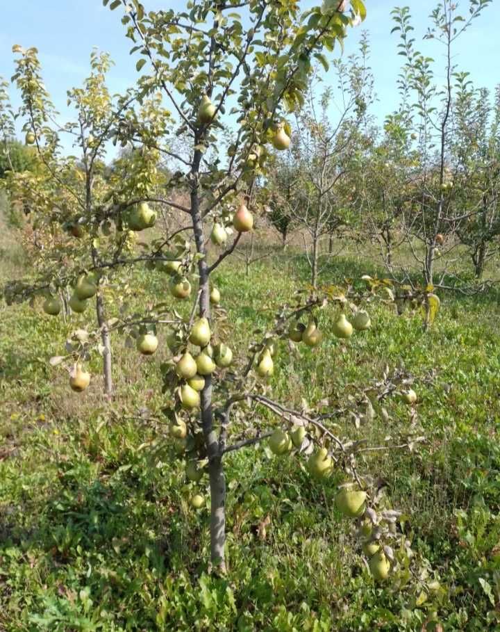 Продам будинок неподалік від міста