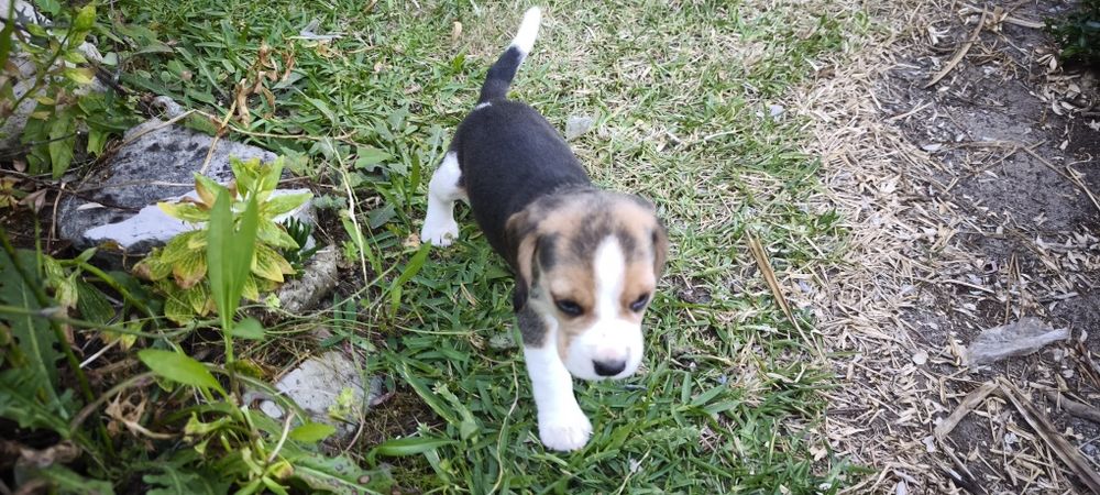 beagle criado em ambiente familiar disponível para entrega imediata d