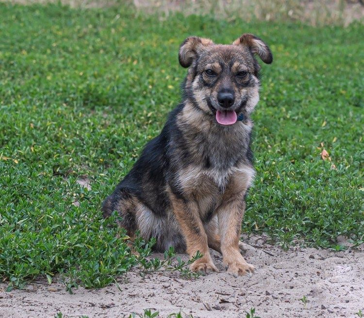 Oddam za darmo- Uroczy, mały Ptyś szuka domu
