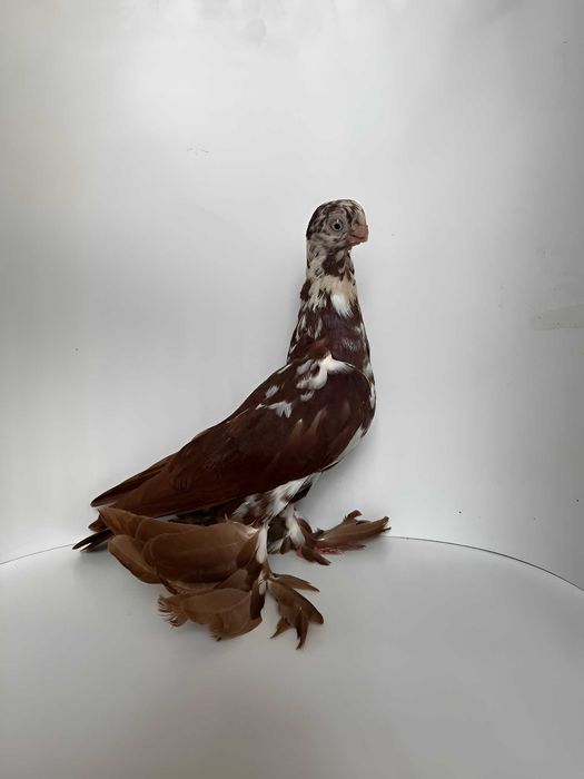 Motyl warszawski czerwony samica