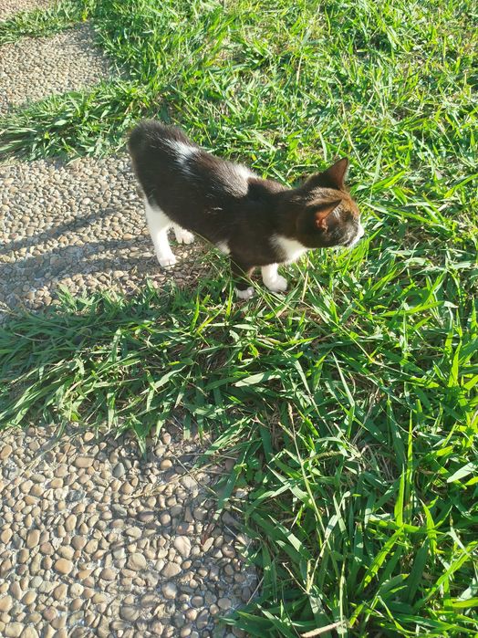 Gatinha pequena preta e branca com 3 meses